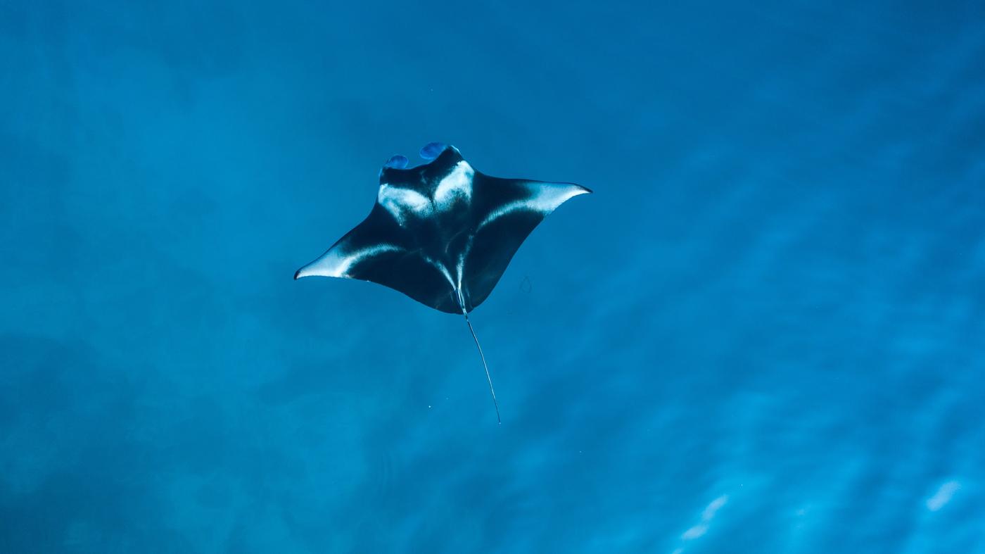 A manta ray in deep blue water, wings fully extended, seen head on